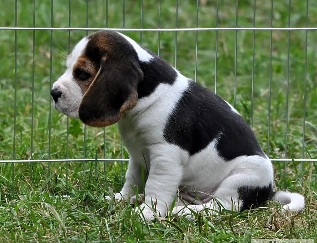 BEAGLE z