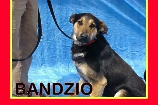 W typie owczarka. Młody,przyjazny Bandzio szuka domu .ADOPTUJ !,  małopolskie Tarnów