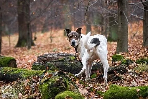 KUMPEL do domu!!!,  śląskie Gliwice