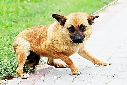 METKA - nieduża, przestraszona, bardzo brakuje jej człowieka,  Kundelki cała Polska