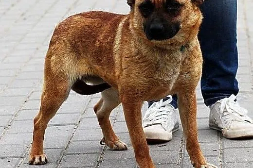 METKA - nieduża, przestraszona, bardzo brakuje jej