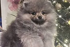 Pomeranian szpic miniaturowy zkwp FCI