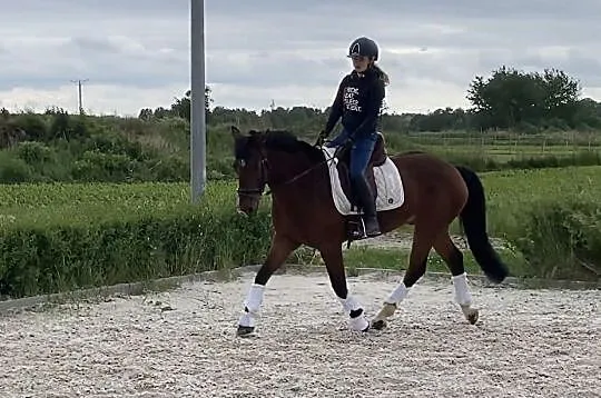 UJEŻDŻENIOWY KUC SPORTOWY GRUPY D * wałach 10 lat , Brzeg