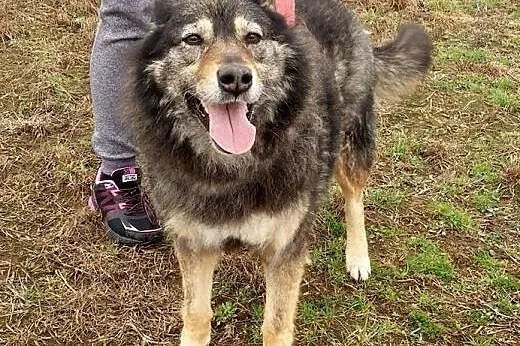 Piękna Rita do adopcji,  mazowieckie Warszawa
