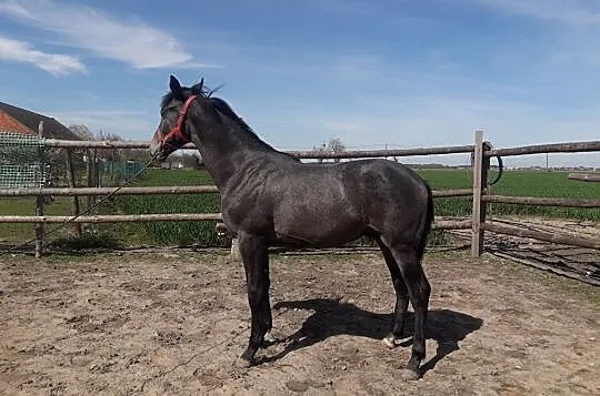 Sprzedam ogierka wielkopolskiego, , Kobierno