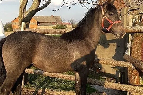 Sprzedam ogierka wielkopolskiego, , Kobierno