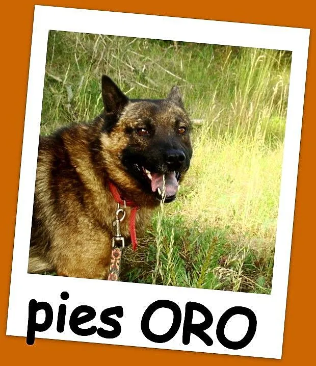 Pies ORO w typie szpica,łagodny,przyjazny,spokojny