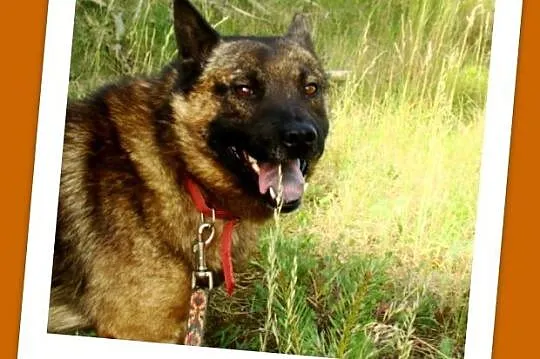 Pies ORO w typie szpica,łagodny,przyjazny,spokojny_Adopcja