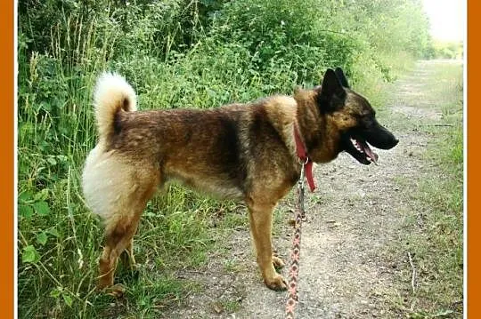 Pies ORO w typie szpica,łagodny,przyjazny,spokojny