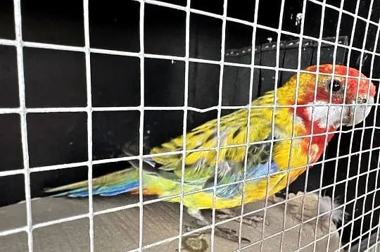 Rozella białolica golden gold, Wielkopolskie, Lusowo