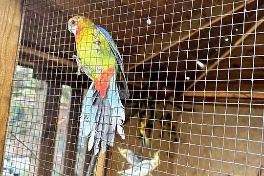 Rozella białolica golden gold, Wielkopolskie, Lusowo