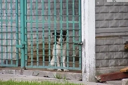 Kajtuś wspaniały psiak szuka kochającego domku na , Wrocław