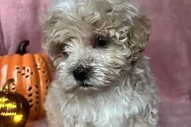 Piesek Maltipoo F1 beżowy