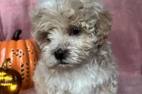 Piesek Maltipoo F1 beżowy, Śląskie, Częstochowa