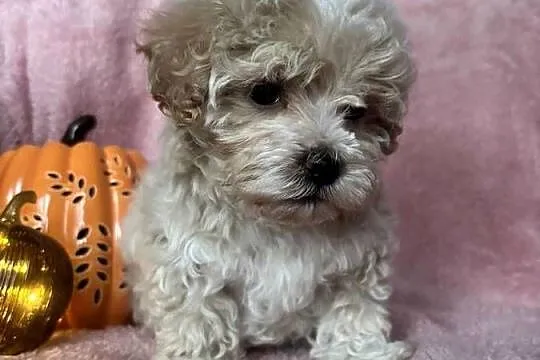 Piesek Maltipoo F1 beżowy, Śląskie, Częstochowa