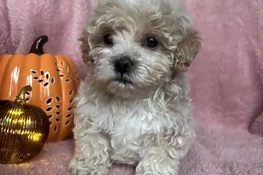 Piesek Maltipoo F1 beżowy, Śląskie, Częstochowa