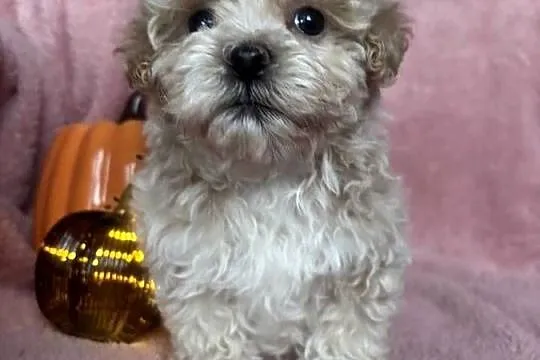 Piesek Maltipoo F1 beżowy, Śląskie, Częstochowa