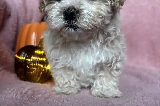 Piesek Maltipoo F1 beżowy, Śląskie, Częstochowa