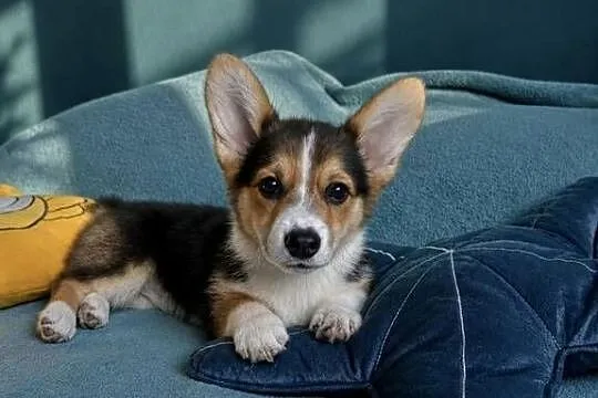 Welsh Corgi Pembroke Dziewczynka, Małopolskie, Kraków