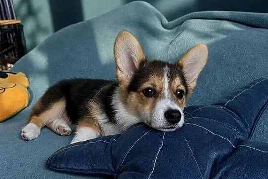 Welsh Corgi Pembroke Dziewczynka, Małopolskie, Kraków