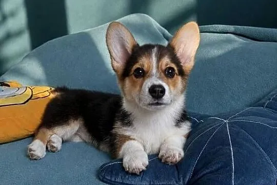 Welsh Corgi Pembroke Dziewczynka, Małopolskie, Kraków