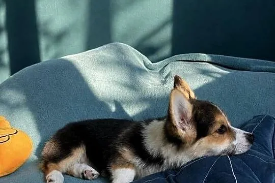 Welsh Corgi Pembroke Dziewczynka, Małopolskie, Kraków