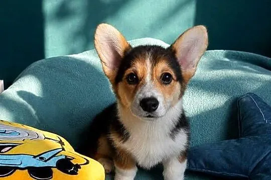 Welsh Corgi Pembroke Dziewczynka, Małopolskie, Kraków