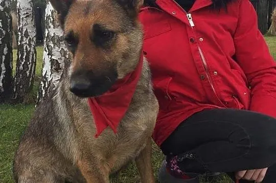 Mama, grzeczna, łagodna sunia szuka kochającego domu!,  Kundelki cała Polska, 