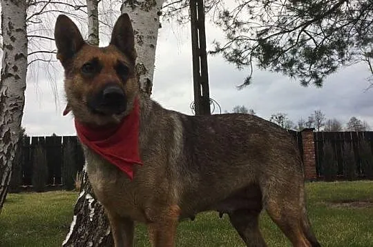 Mama, grzeczna, łagodna sunia szuka kochającego domu!,  Kundelki cała Polska, 