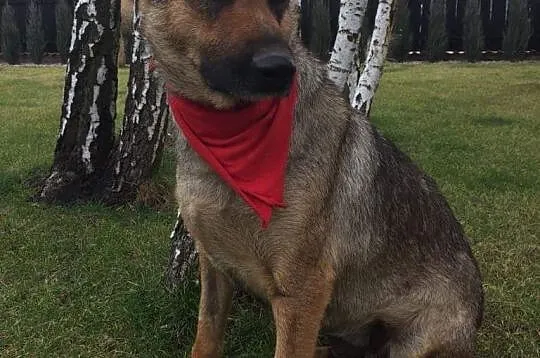 Mama, grzeczna, łagodna sunia szuka kochającego domu!,  Kundelki cała Polska, 