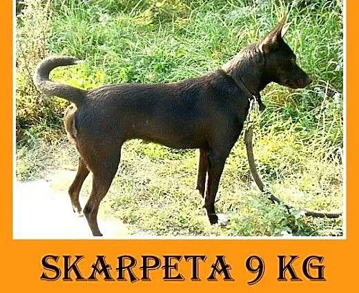 9kg,mała,tulaśna,łagodna,wesoła,grzeczna suczka SK
