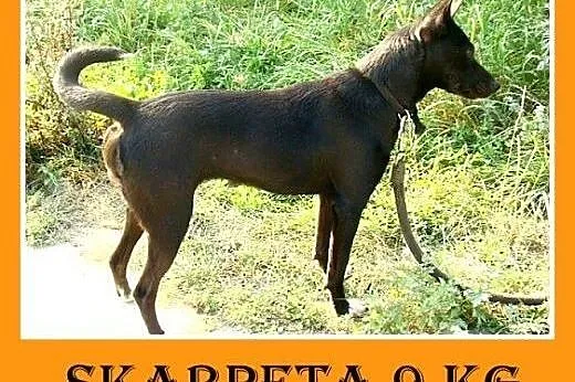 9kg,mała,tulaśna,łagodna,wesoła,grzeczna suczka SK