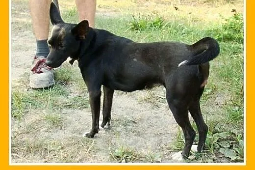 9kg,mała,tulaśna,łagodna,wesoła,grzeczna suczka SK