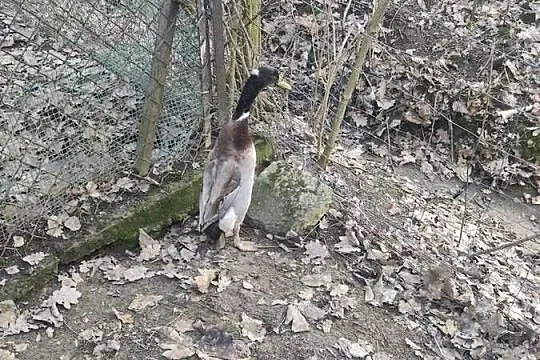 Para kaczek biegus indyjski z czubkiem, Małopolskie, Dobczyce
