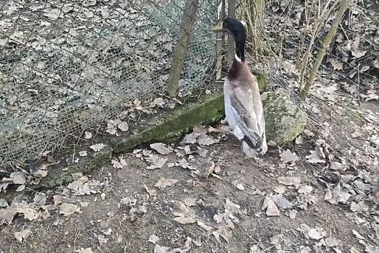Para kaczek biegus indyjski z czubkiem, Małopolskie, Dobczyce