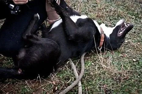 Kubuś tęskni za człowiekiem, za spacerami, pełną m
