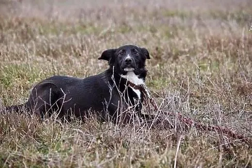 Kubuś tęskni za człowiekiem, za spacerami, pełną m