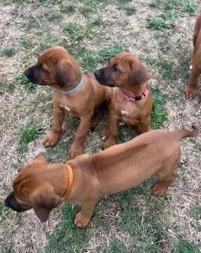 Urocze szczenięta bloodhound do adopcji e-mail: {{dorotapaula829@gmail.com}}, , Kraków