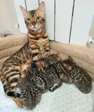 Osiem kociąt bengalskich czystej rasy... Napisz do mnie na WhatsApp: +44 7453 907158, , Rzeszówka