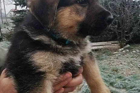 BOSTON cudowny szczeniaczek poleca się do adopcji, Śląskie, Katowice