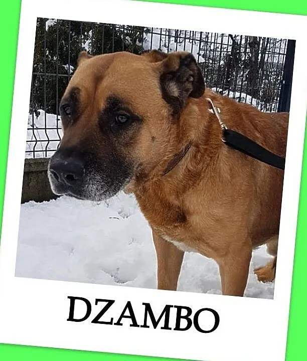Amstaff mix,duży,łagodny,grzeczny,przyjazny zaszczepiony pies DŻAMBO.Adopcja., Śląskie, Katowice