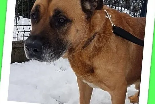 Amstaff mix,duży,łagodny,grzeczny,przyjazny zaszczepiony pies DŻAMBO.Adopcja., Śląskie, Katowice