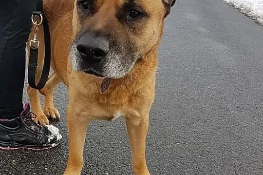 Amstaff mix,duży,łagodny,grzeczny,przyjazny zaszczepiony pies DŻAMBO.Adopcja., Śląskie, Katowice