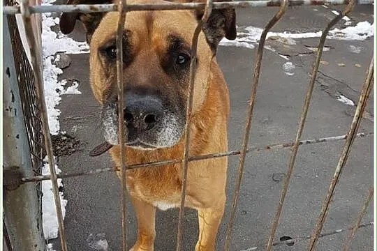Amstaff mix,duży,łagodny,grzeczny,przyjazny zaszczepiony pies DŻAMBO.Adopcja., Śląskie, Katowice