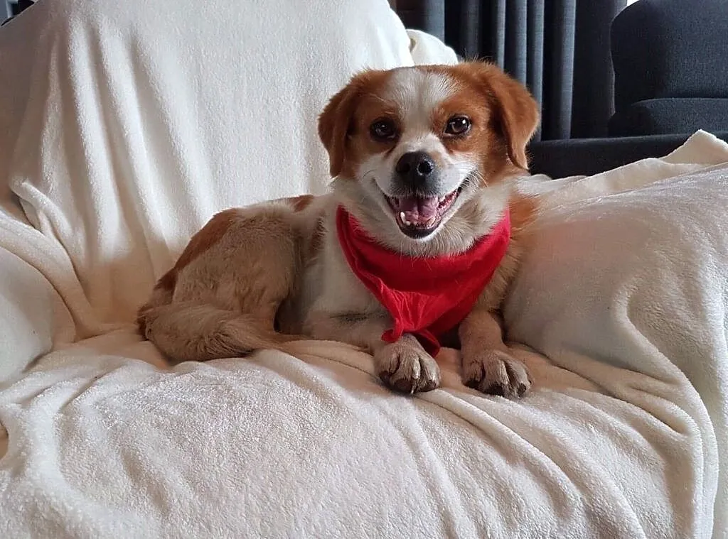 Wesoły Drutek do adopcji!, Mazowieckie, Warszawa
