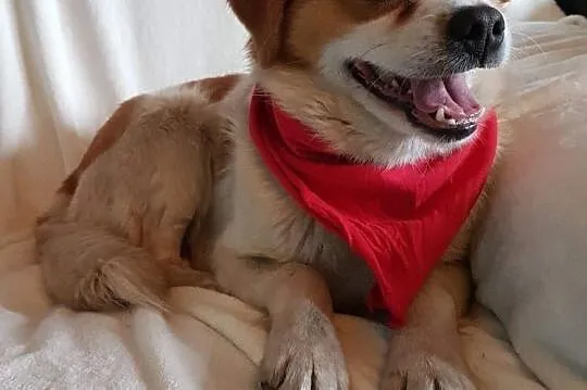 Wesoły Drutek do adopcji!, Mazowieckie, Warszawa