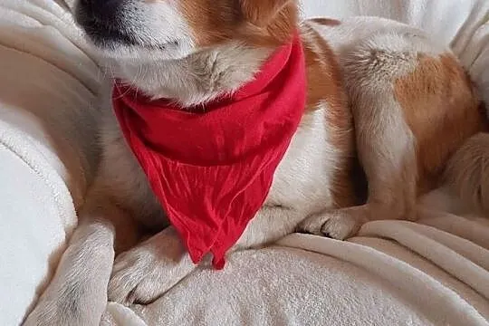 Wesoły Drutek do adopcji!, Mazowieckie, Warszawa