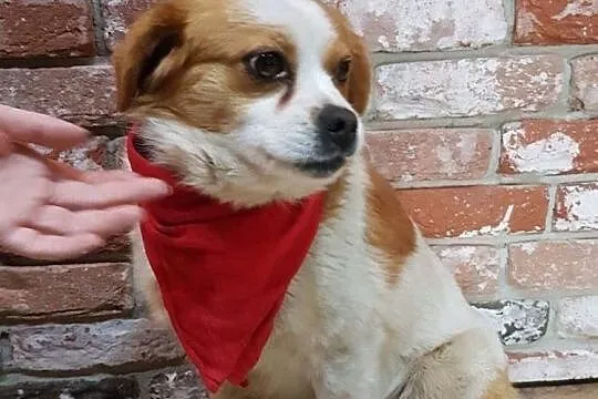 Wesoły Drutek do adopcji!, Mazowieckie, Warszawa