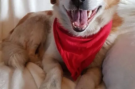 Wesoły Drutek do adopcji!, Mazowieckie, Warszawa