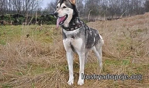 CHUCK- mądry i wesoły pies w typie rasy Alaskan Ma
